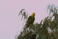 Yellow-headed Parrot 2014-01-25_1